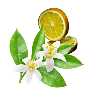 NEROLI Orange Blossom Water 120 ml - LIFANCE Super Natural Skin Care   Clean Chemistry | Complex Formulas 